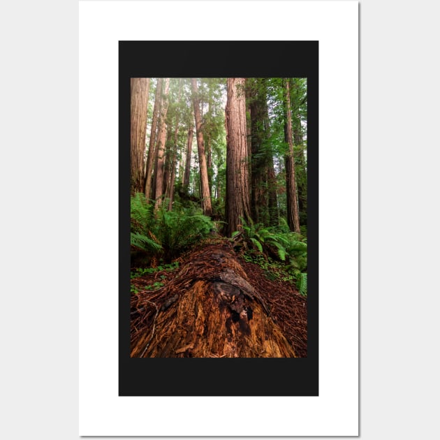 Fallen Redwood Tree Wall Art by JeffreySchwartz